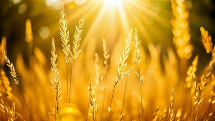 Golden wheat field shining in sunlight with warm rays