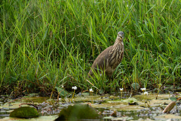 Indian pond heron wandering in the dark bushes of the marsh grass at the bird sanctuary