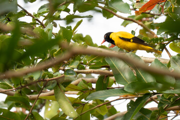 Black-hooded Oriole sitting on branch