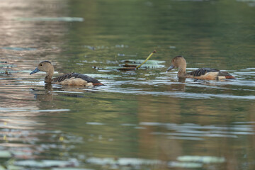 Two Lesser Whistling Ducks  in a lake