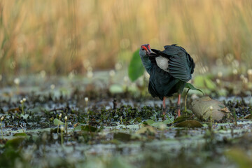 Purple Swamphen (Porphyrio porphyrio) in Bundala national park