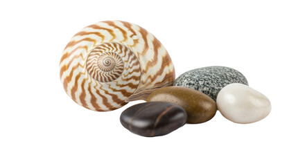Spiral shell sits on top of a pile of rocks. isolated illustration transparent background