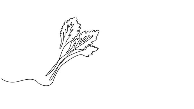 Animated self drawing of continuous line draw of bunch healthy organic raw green celery for harvesting logo identity, Full length one line animation, marshland plant Fresh concept for vegetable icon.