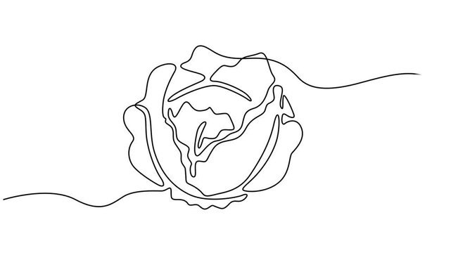Cabbage head, cole single line animated illustration. One continuous self drawing line animation, footage of cabbage, Self drawing line animation Vegetables two cabbage continuous one single line draw