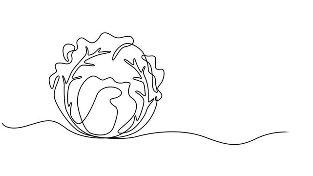 Cabbage head, cole single line animated illustration. One continuous self drawing line animation, footage of cabbage, Self drawing line animation Vegetables two cabbage continuous one single line draw
