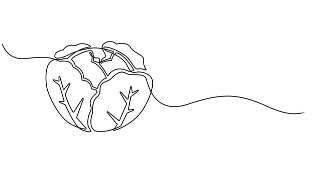 Cabbage head, cole single line animated illustration. One continuous self drawing line animation, footage of cabbage, Self drawing line animation Vegetables two cabbage continuous one single line draw