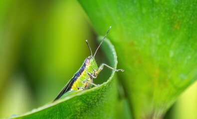 Katydid (Conocephalus maculatus), Kinabatangan River, Sabah, Borneo, Malaysia