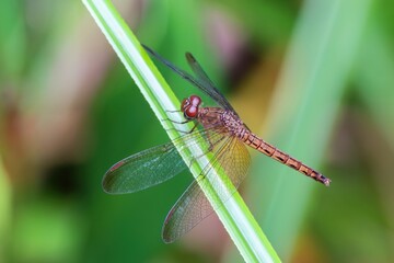 Female or Immature Common Parasol (Neurothemis fluctuans) Dragonfly, Kinabatagan River, Sabah, Borneo, Malaysia