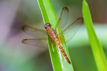  Orange Skimmer, most likely a female or an immature male (Orthetrum testaceum), Kinabatangan River, Sabah, Borneo, Malaysia