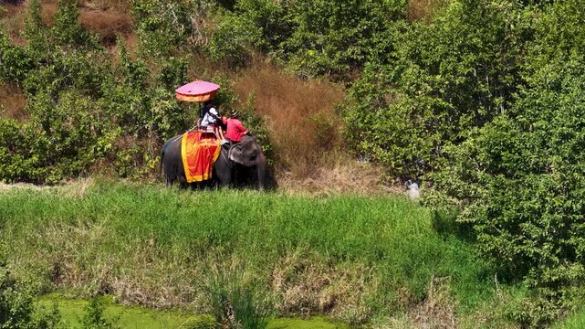 Elephant Carrying Tourists with Mahout Through Lush Green Field in Ayutthaya