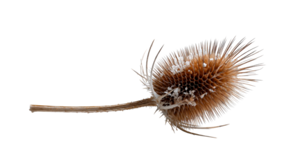 Dried teasel flower head lying horizontally with small white particles, showcasing natural spiky texture and unique botanical structure for naturethemed projects