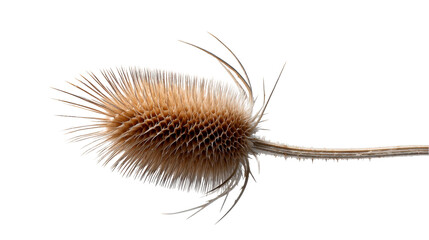 Dried teasel plant head with spiky thorns and intricate texture showing a unique botanical form for nature studies and autumn seasonal designs