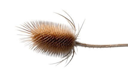Dried teasel plant head with spiky thorns and intricate texture showing a unique botanical form for nature studies and autumn seasonal designs