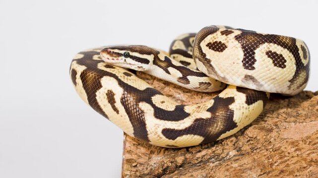 Ball python calmly coiled on rock in studio closeup
