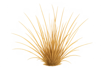 Dry yellow grass isolated on transparent background