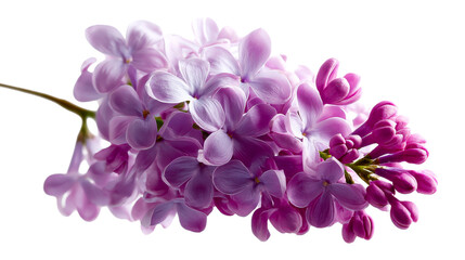 Fresh purple lilac blooms blossoming on a branch symbolizing springtime renewal and natural elegance for seasonal greeting cards and botanical garden promotions