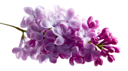 Fresh purple lilac blooms blossoming on a branch symbolizing springtime renewal and natural elegance for seasonal greeting cards and botanical garden promotions