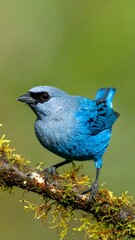 A small, blue-gray bird perched on a mossy branch against a blurred green background in natural light