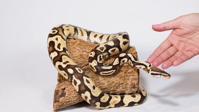 Ball python interacting with human hand on wooden perch