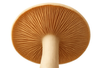 Close-up under mushroom cap showing gills, transparent background