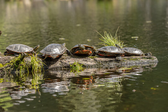 Western painted turtle on a log in the pond