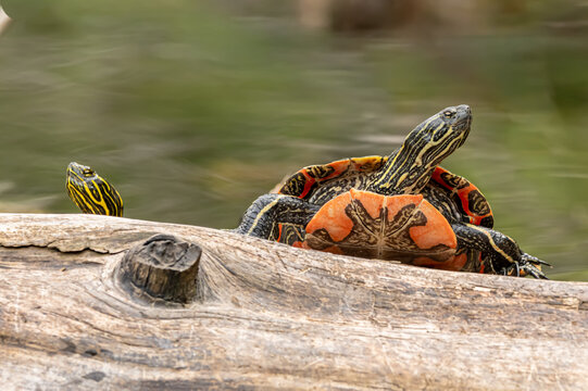 Western painted turtles on a log 