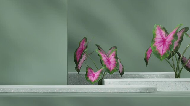 caladium pink burst plant in 3d footage render of mockup template green terrazzo podium seamless shadow animation looping