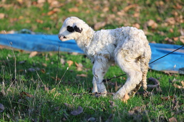 Fototapeta premium Lamb outdoors grass. The lamb was just born. High quality photo