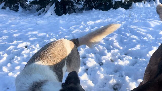 LENS FLARE: Playful trio of dogs racing through fresh snow along a forest edge. Contagious joy of canine friends as low winter sun creates a warm, shimmering glow and long shadows across the snowfield