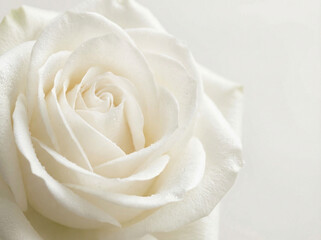White Rose Flower Close-Up with Soft Light and Delicate Petals