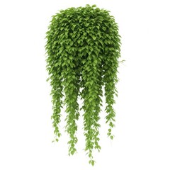 Green hanging plant isolated on white background