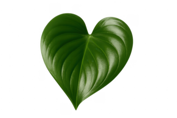 Green heart leaf showing natural growth ecology