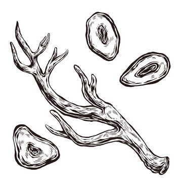 Vintage hand-drawn deer antler illustration, traditional medicinal velvet antler engraving sketch with slices isolated on white background
