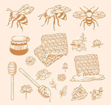 Vintage hand drawn honey bee collection with honeycomb jar and botanical flowers in engraving style for organic design