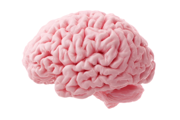 3D Model of the Human Brain and Cerebellum, isolated on transparent background