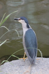 black-crowned night heron