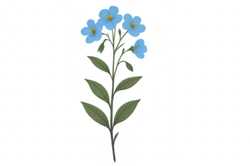 Blue forget-me-not flower botanical illustration with transparent background