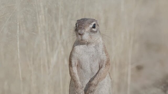 a close up front shot of a cape ground squirrel standing on its back legs at twyfelfontein in namibia