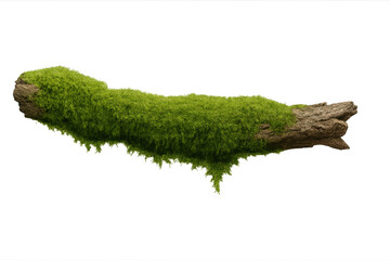 Fototapeta premium Green moss growing on a wood log, transparent background