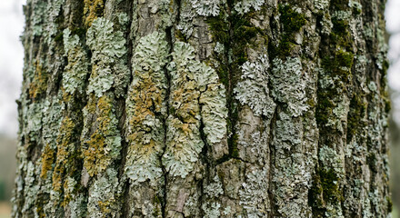 Fototapeta premium High Quality Close Up Flora And Fauna with Modern vibe isolated on Background