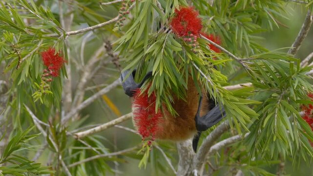Great Mascarene fruit bat - Mauritius flying fox licking red flowers on tree