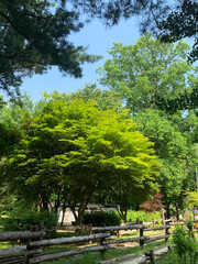 park in spring with many green big trees and plants and fences