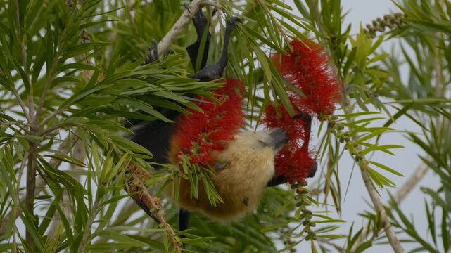 Great Mascarene fruit bat - Mauritius flying fox licking red flowers on tree