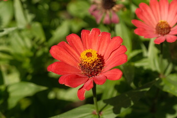 Bright Red Zinnia Flower With Wide Open Petals