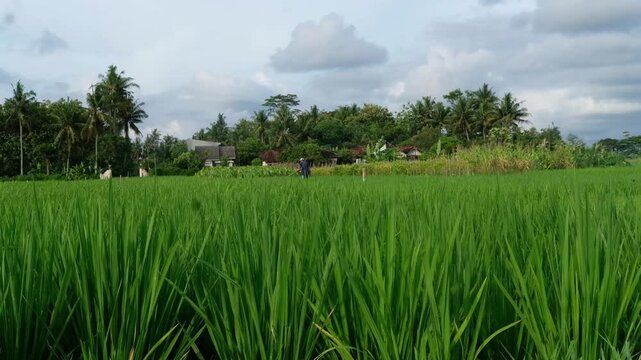 landscape with lake, Java, Indonesia, South East Asia