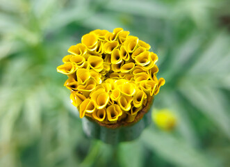A Macro Shot Showing the Tightly Packed Center of a Yellow Bud