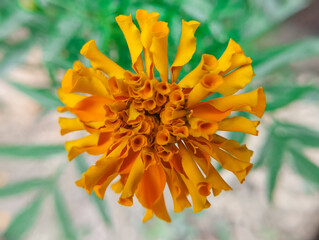 An Overhead View of a Vibrant Orange Marigold in Full Bloom