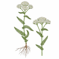 Illustration of yarrow plants with white flowers and green leaves. © Malikmagak
