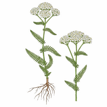 Illustration of yarrow plants with white flowers and green leaves.