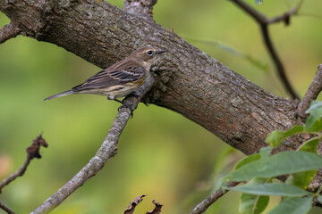 Yellow-rumped warbler perched on a branch.